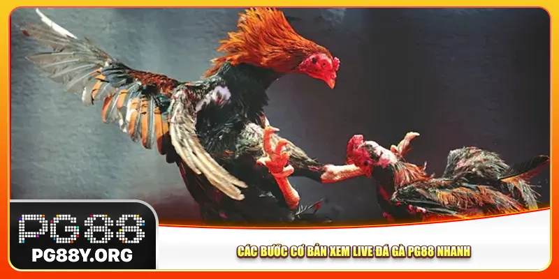 Các bước cơ bản xem live đá gà Pg88 nhanh