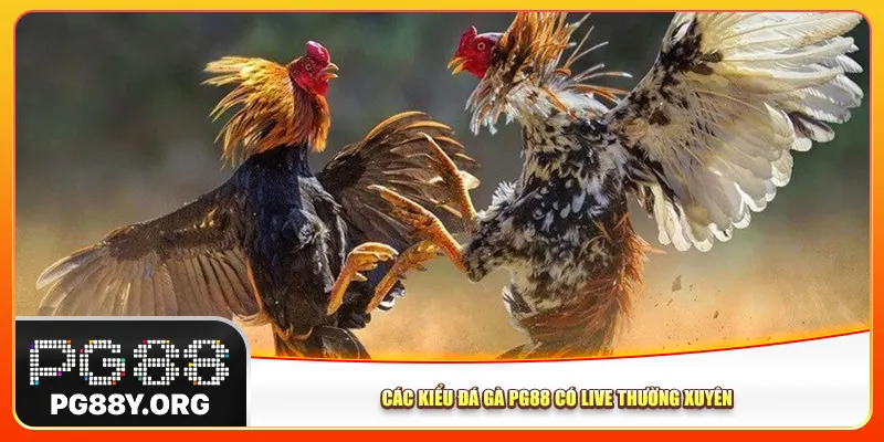 Các kiểu đá gà Pg88 có live thường xuyên 