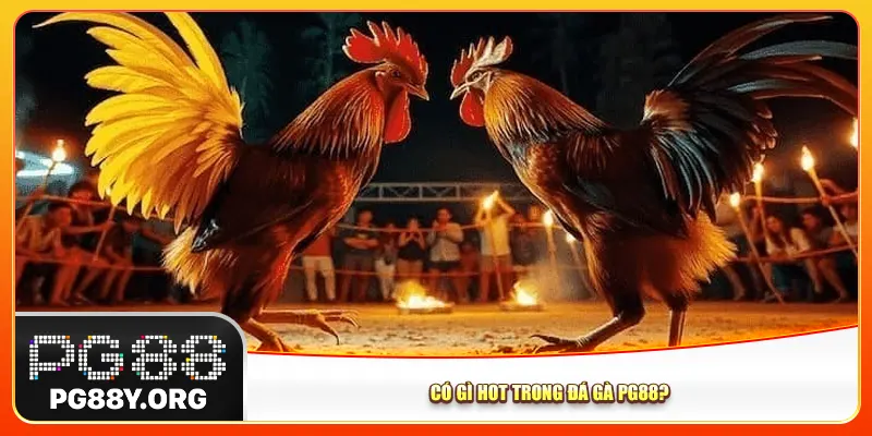 Có gì hot trong đá gà Pg88? 